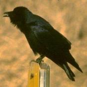 Fish Crow